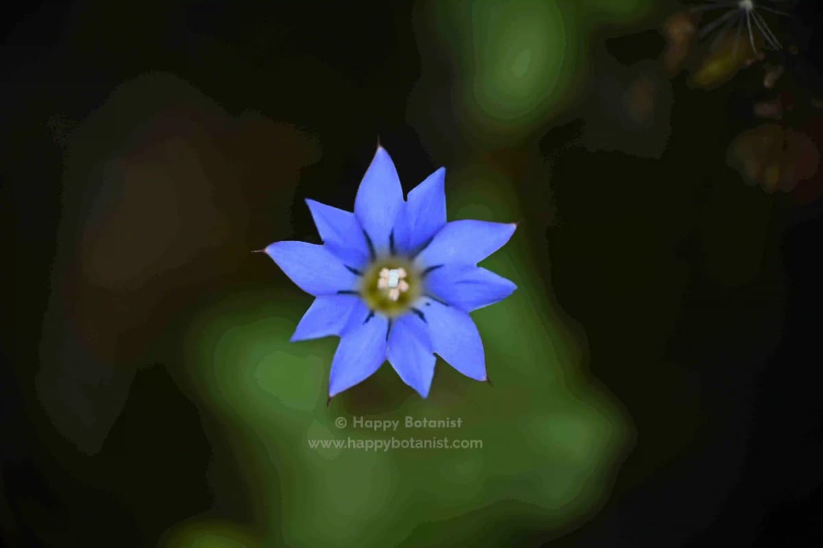 Gentiana pedicellata subsp. zeylanica