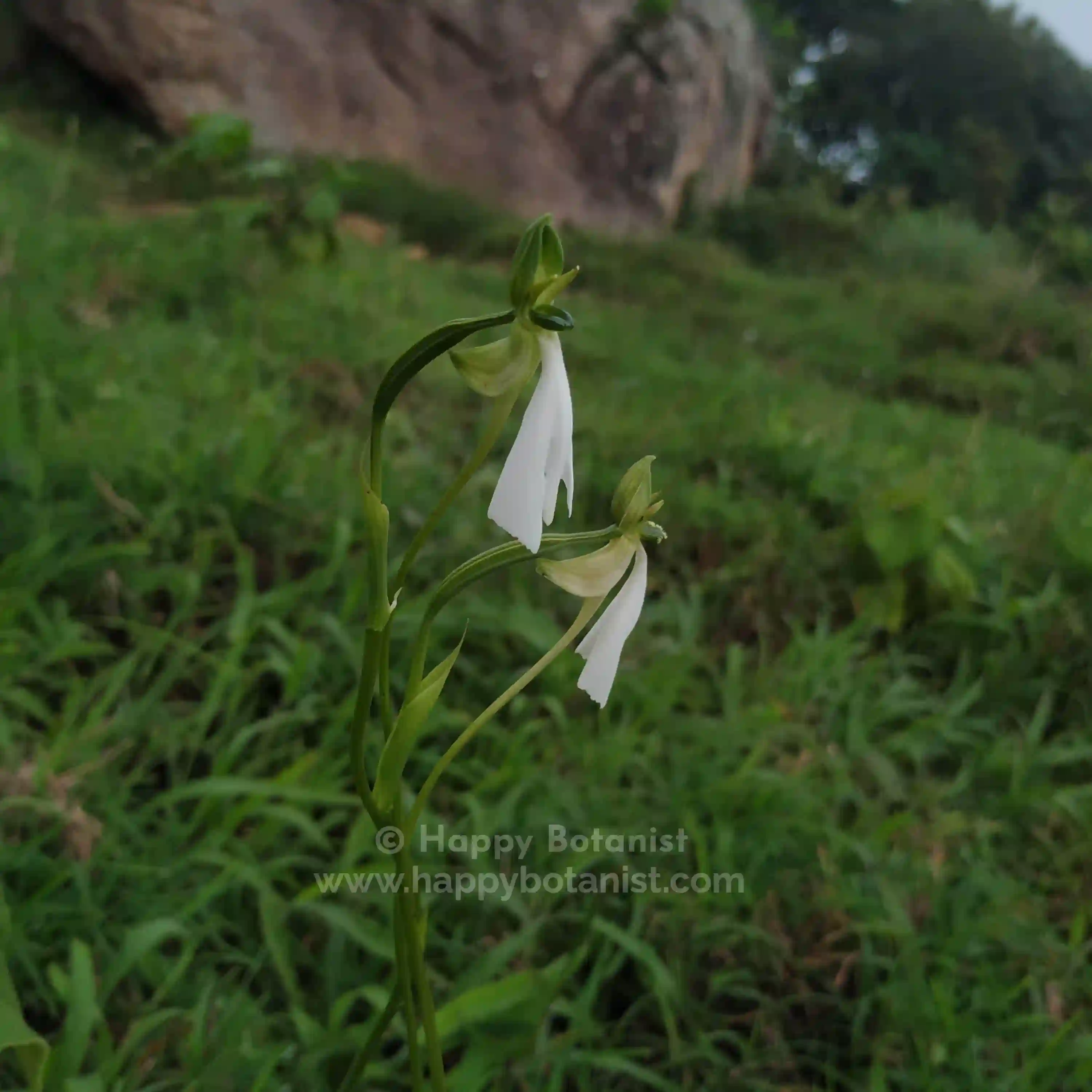 Habenaria longicorniculata