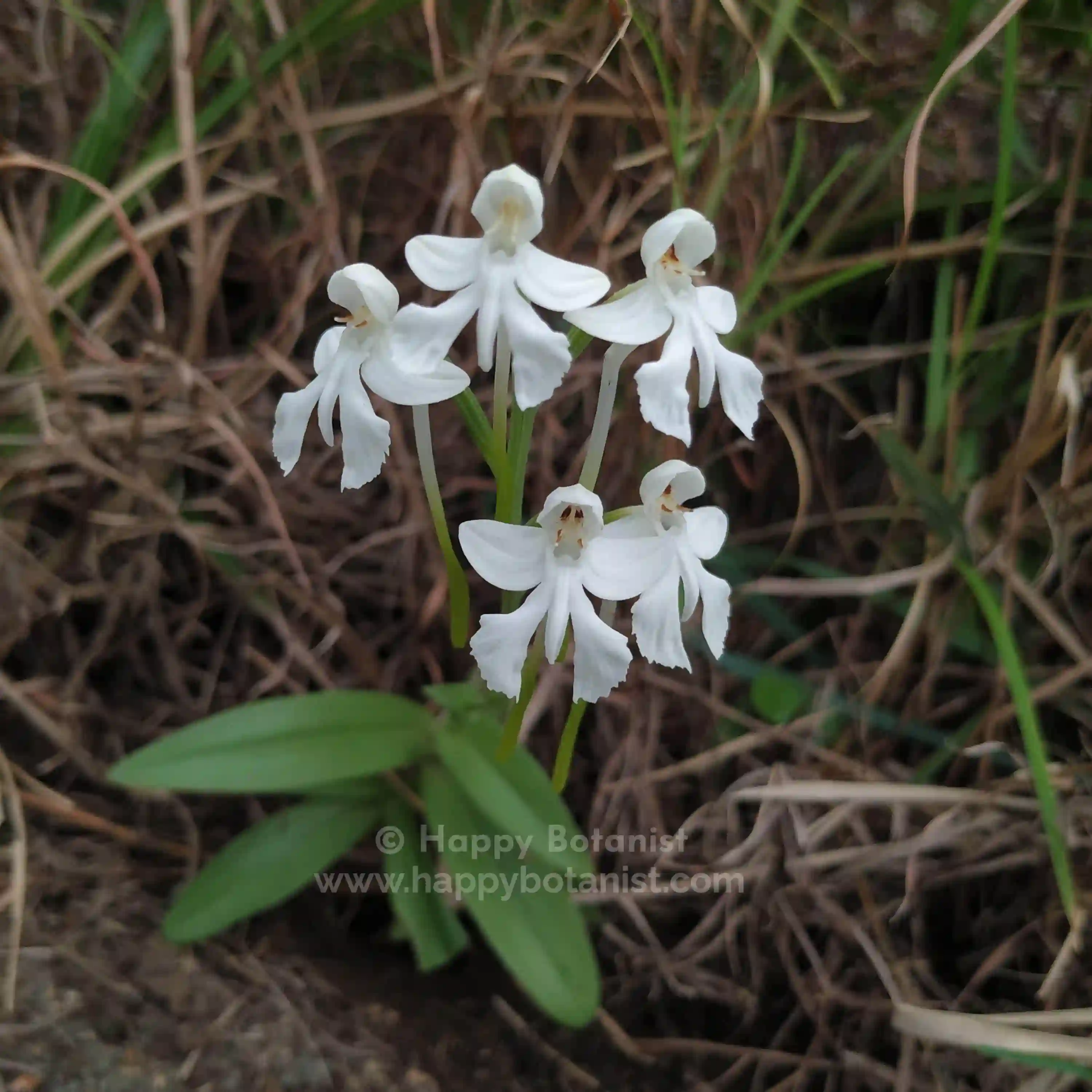 Habenaria longicornu