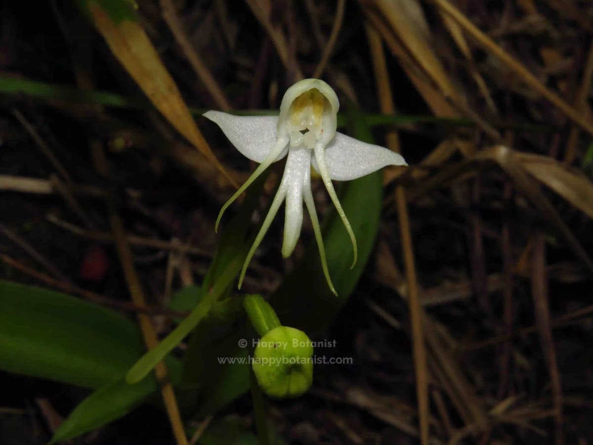 Habenaria rariflora