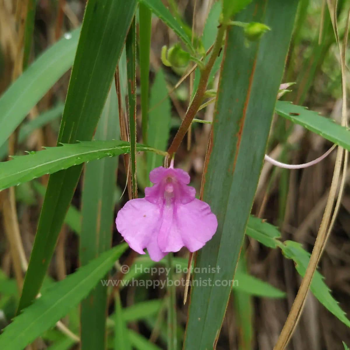 Impatiens balsamina var. rosea