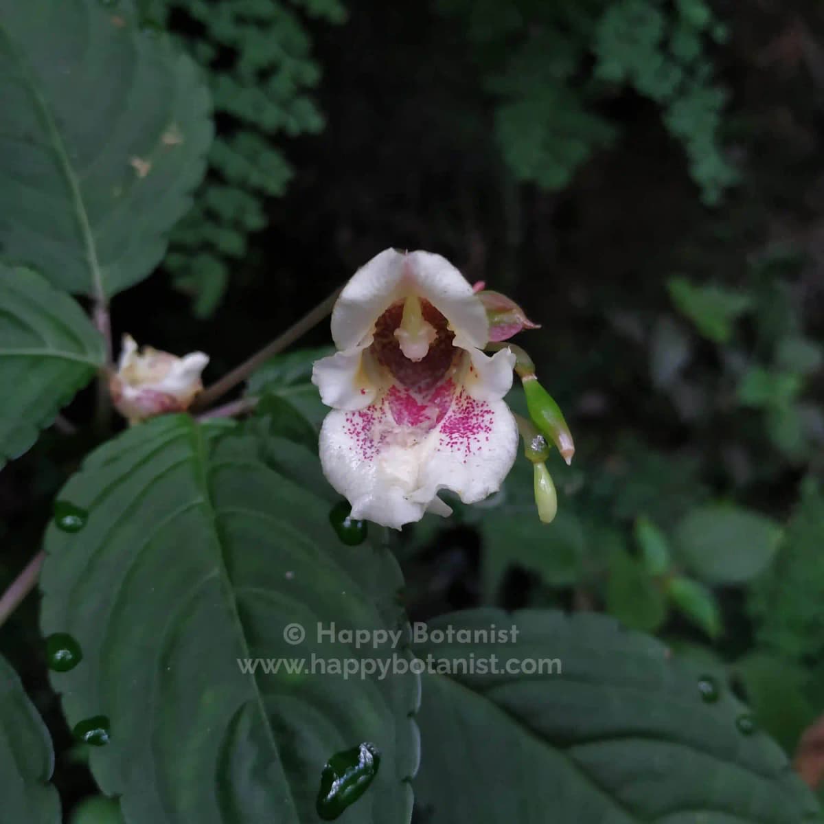 Impatiens campanulata