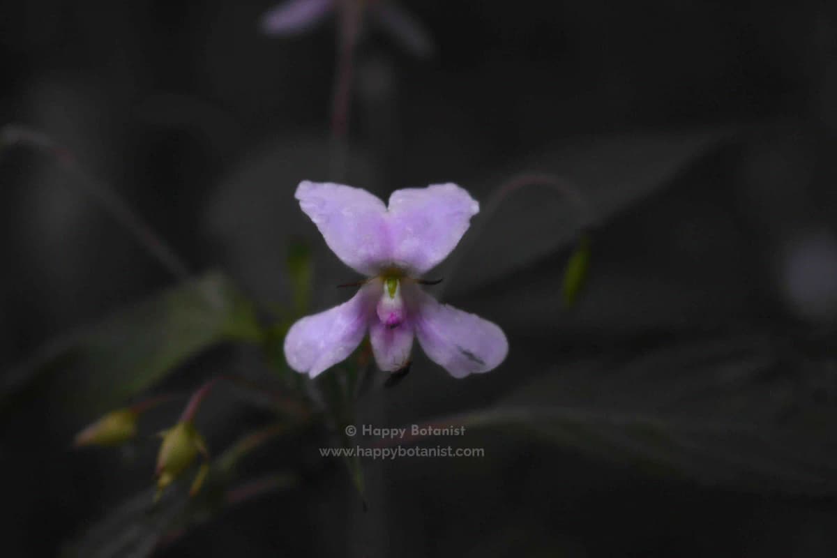 Impatiens cuspidata