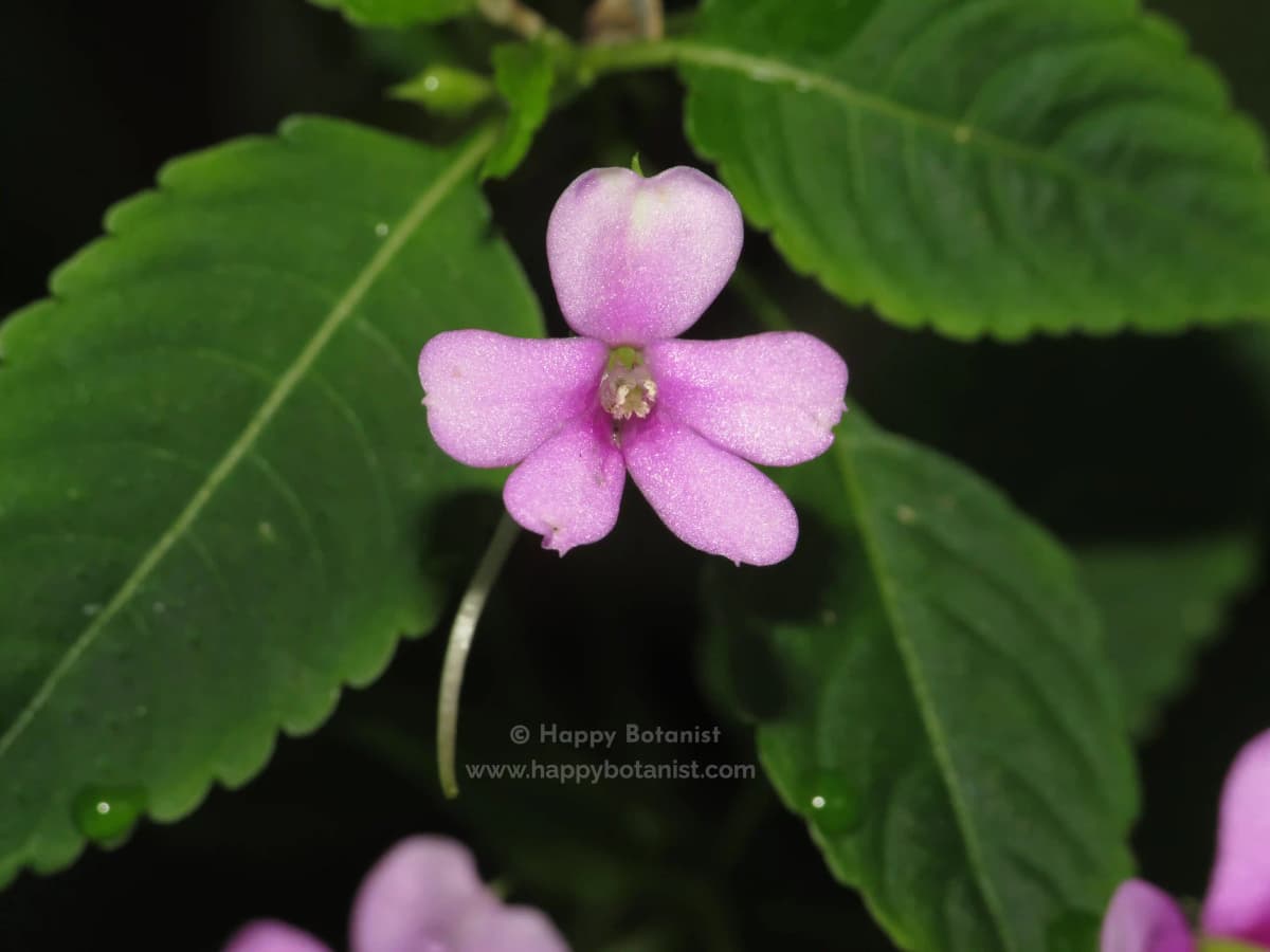 Impatiens dasysperma