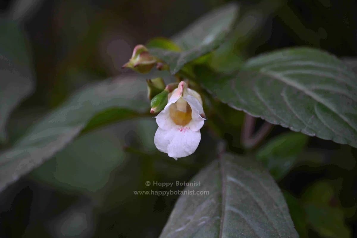 Impatiens disotis