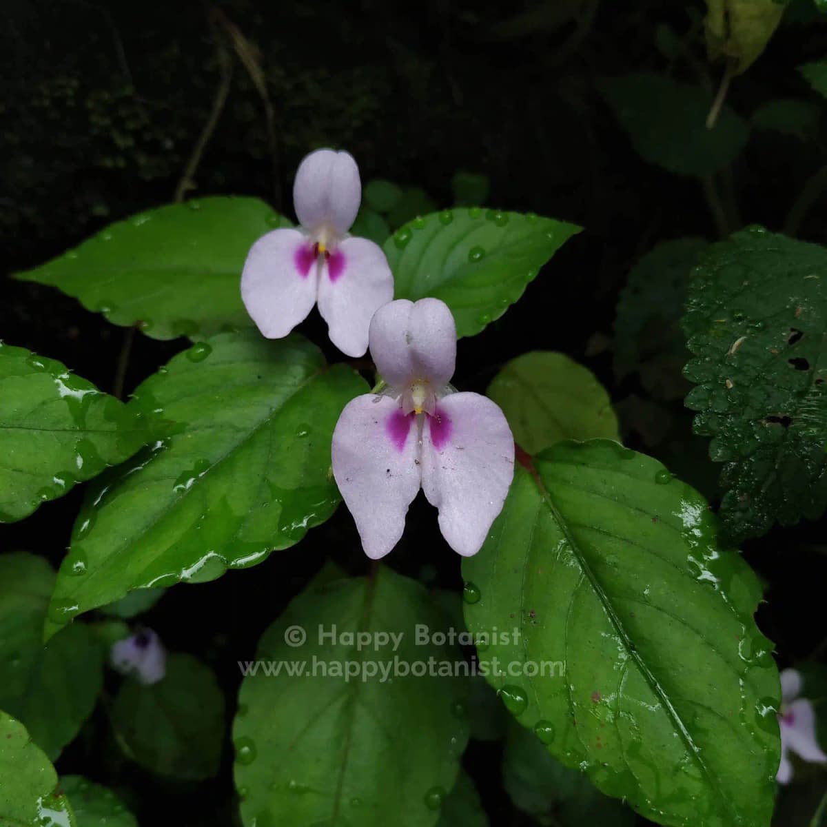 Impatiens elegans