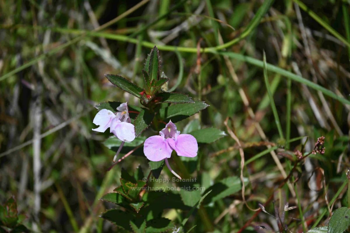 Impatiens fasciculata