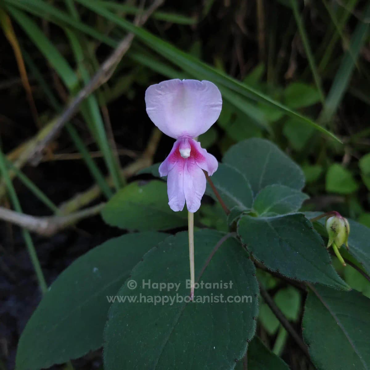 Impatiens fruticosa
