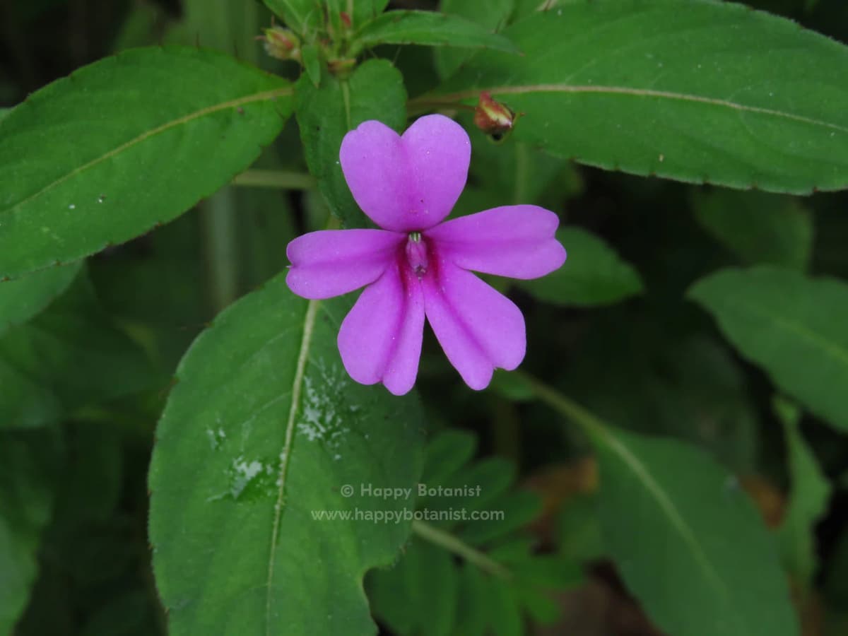 Impatiens gardneriana