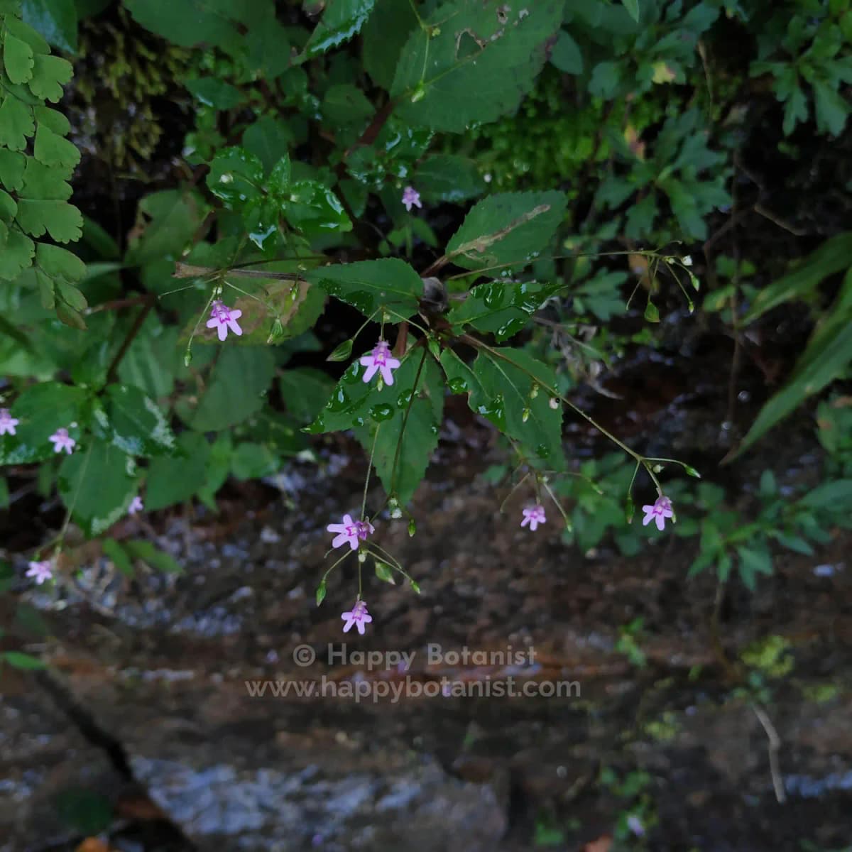 Impatiens goughii