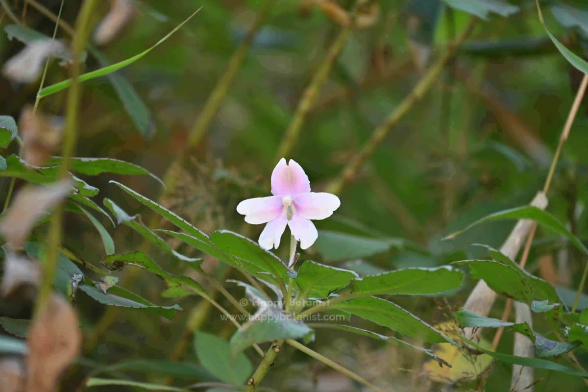 Impatiens henslowiana
