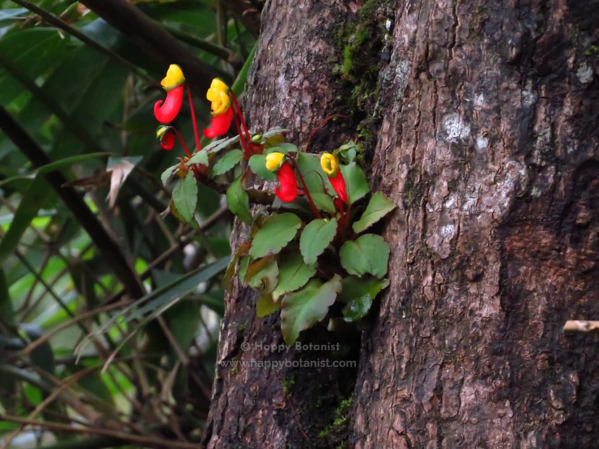 Impatiens jerdoniae