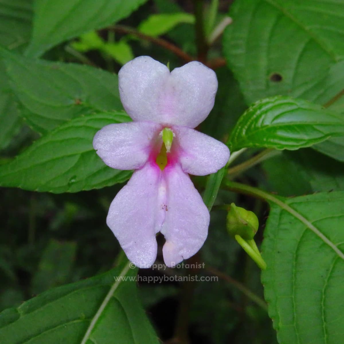 Impatiens latifolia