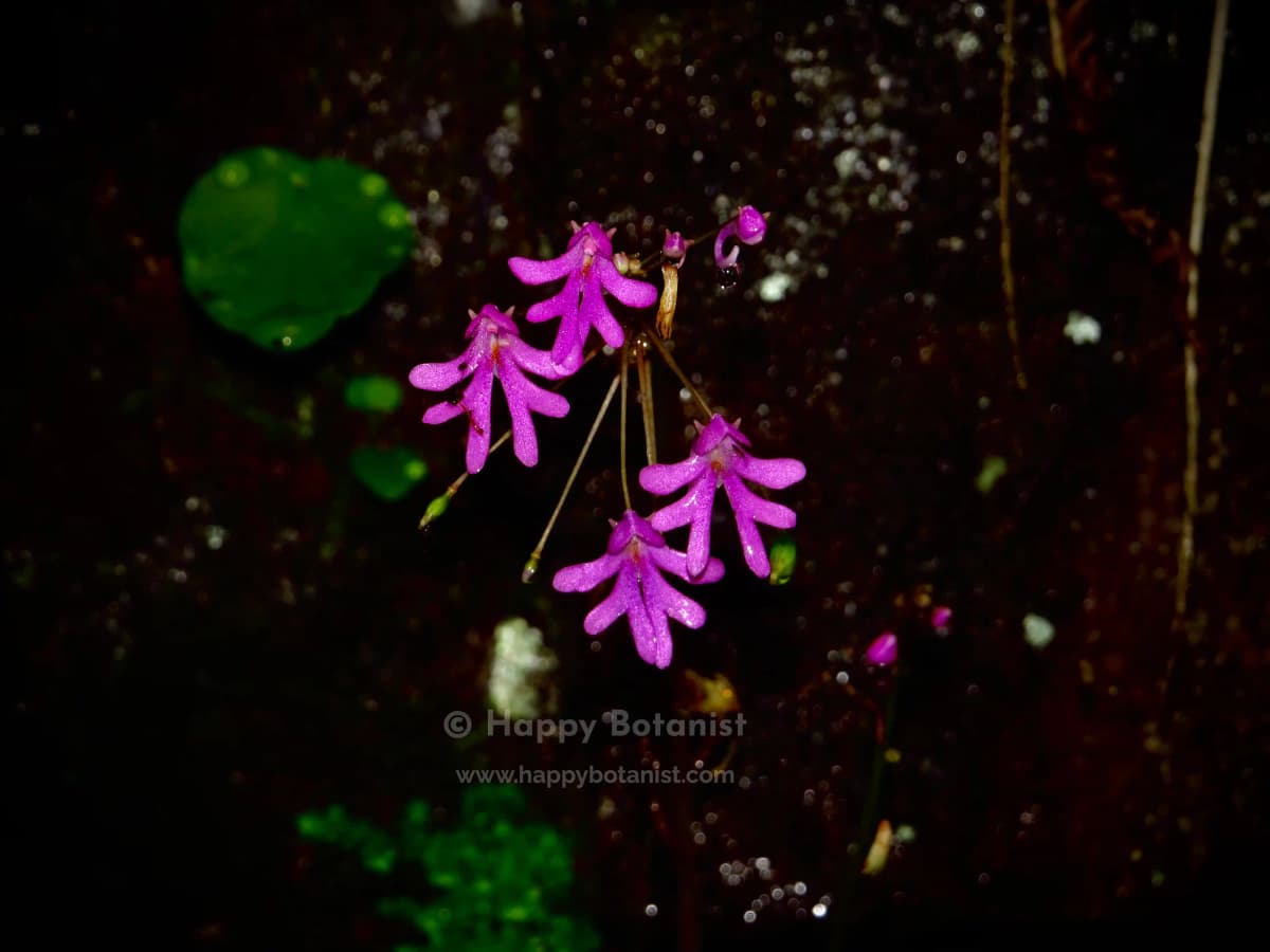 Impatiens levingei