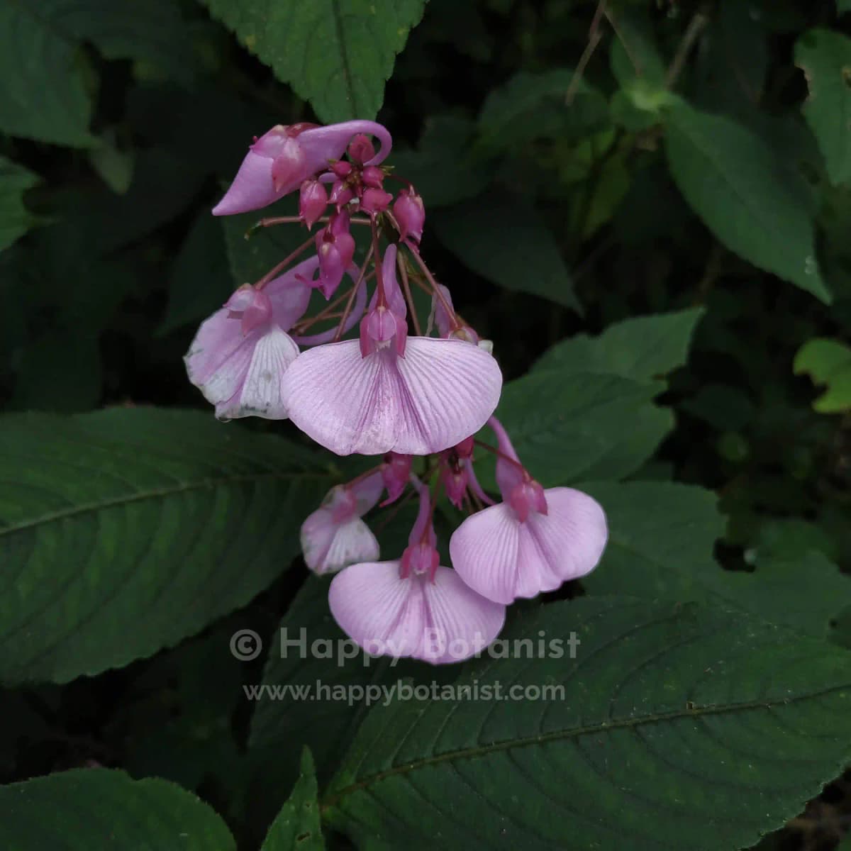 Impatiens maculata