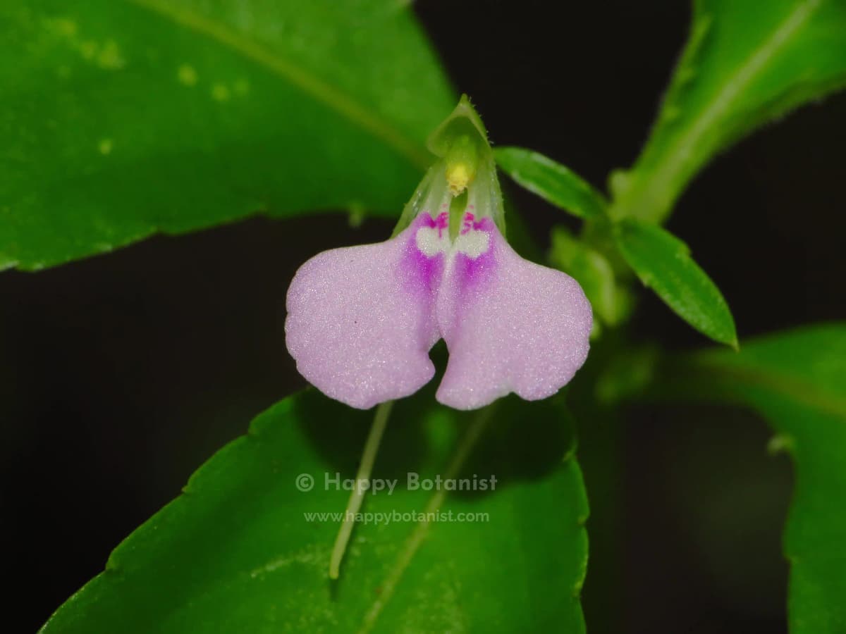 Impatiens minor