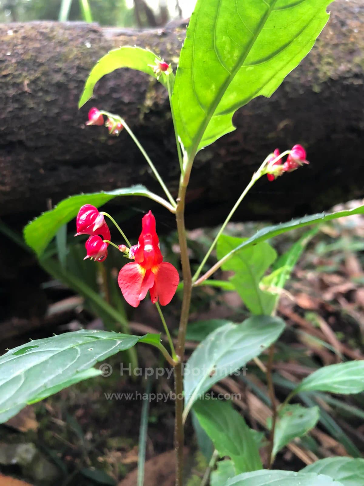 Impatiens phoenicea