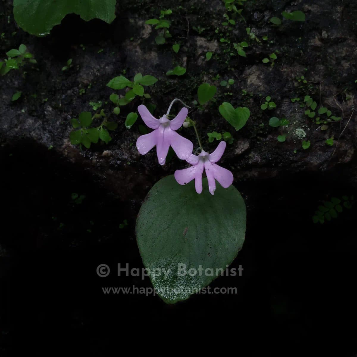 Impatiens scapiflora