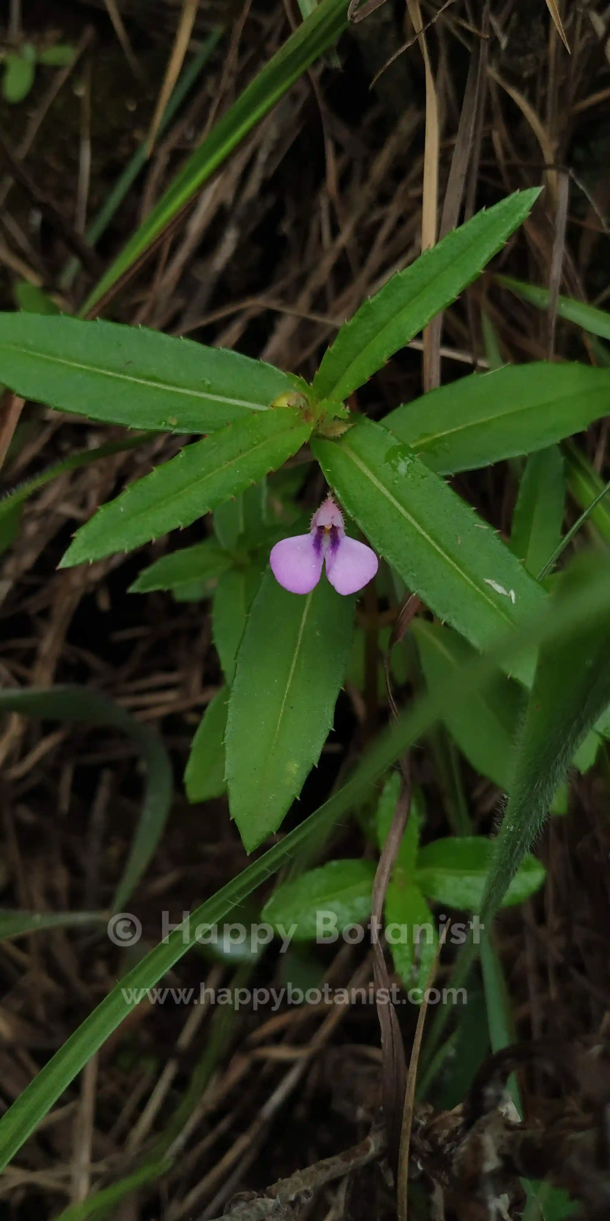 Impatiens tomentosa