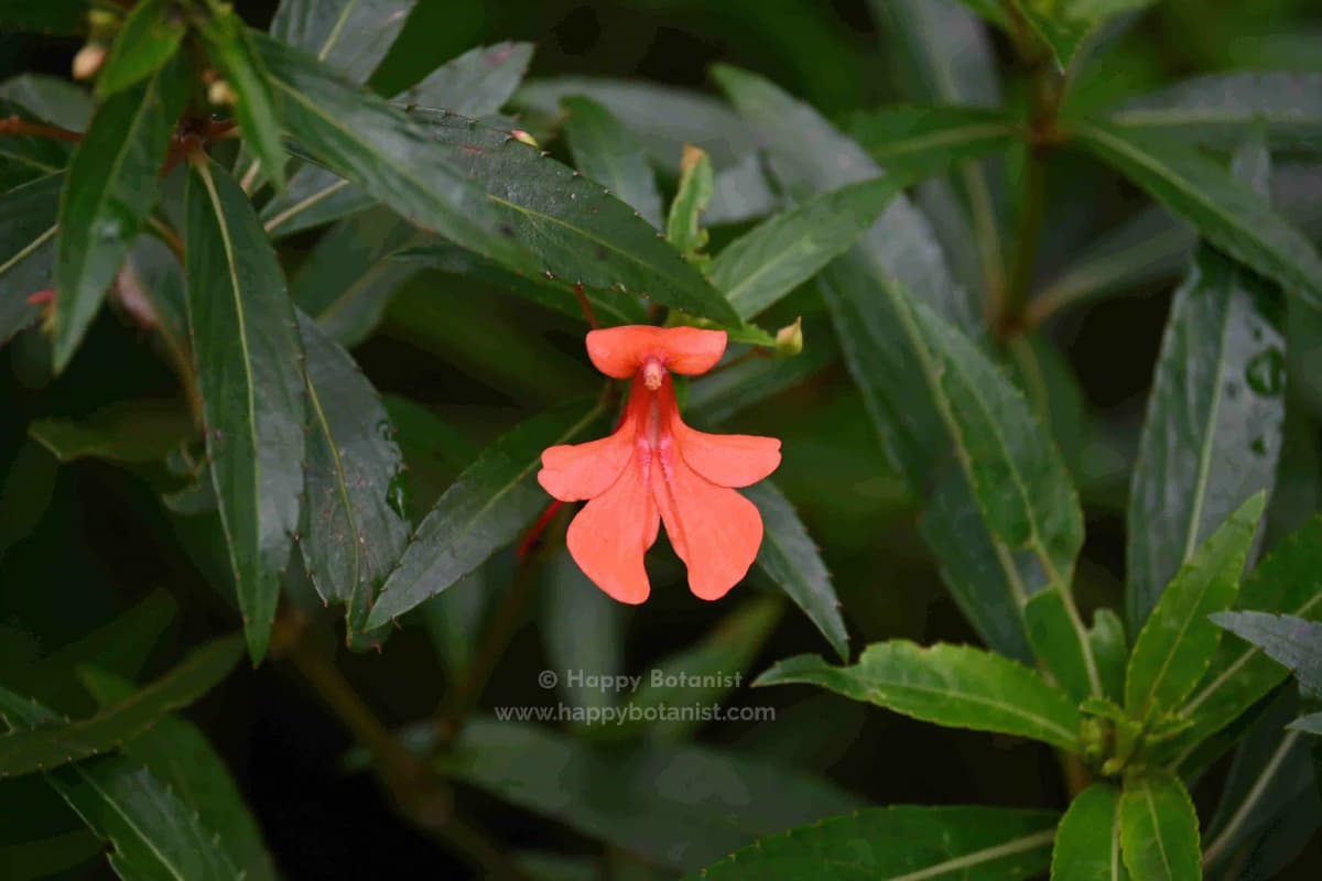Impatiens verticillata