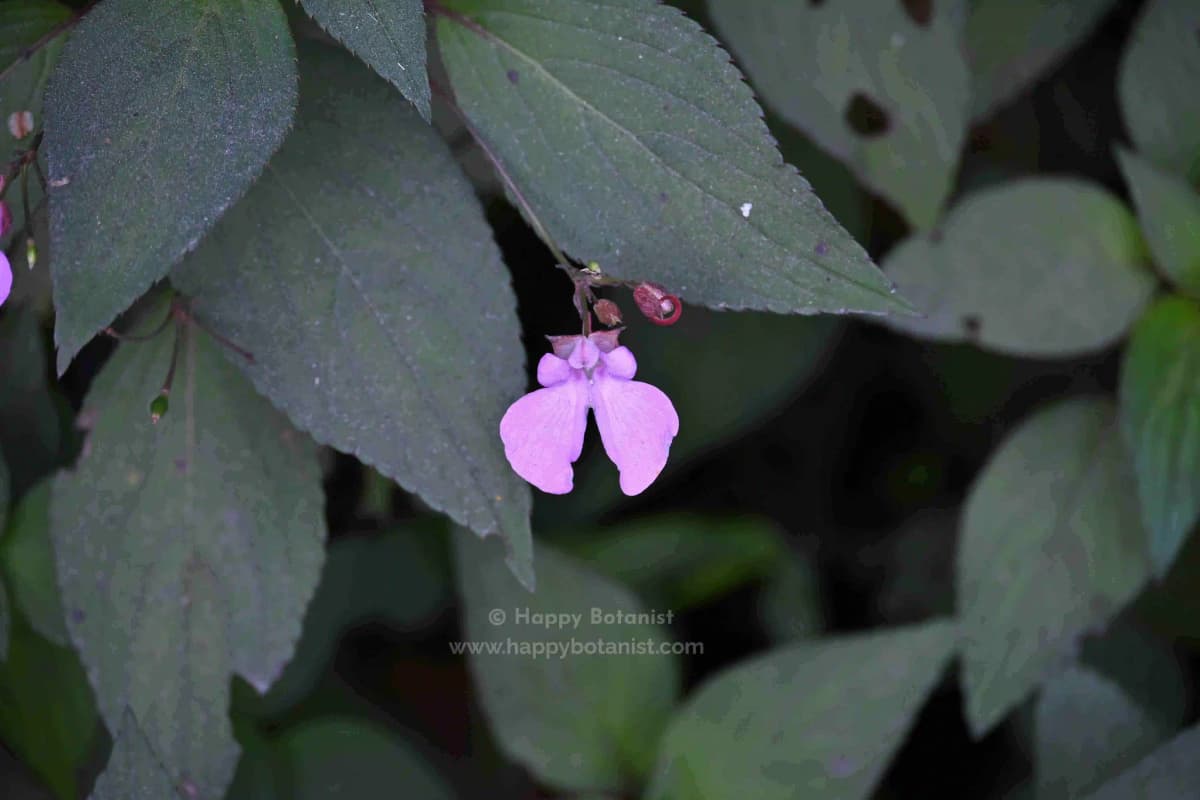 Impatiens viscida