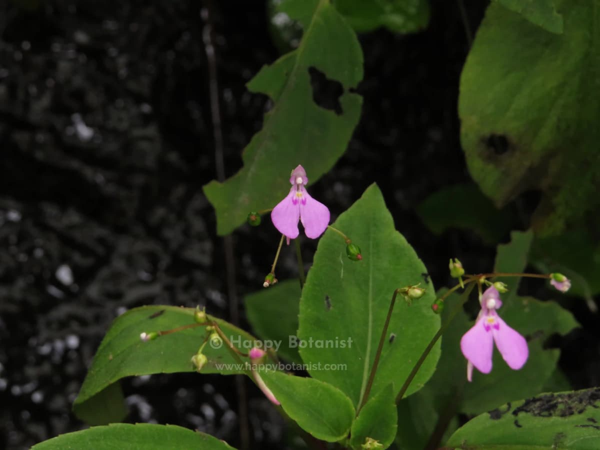 Impatiens viscosa