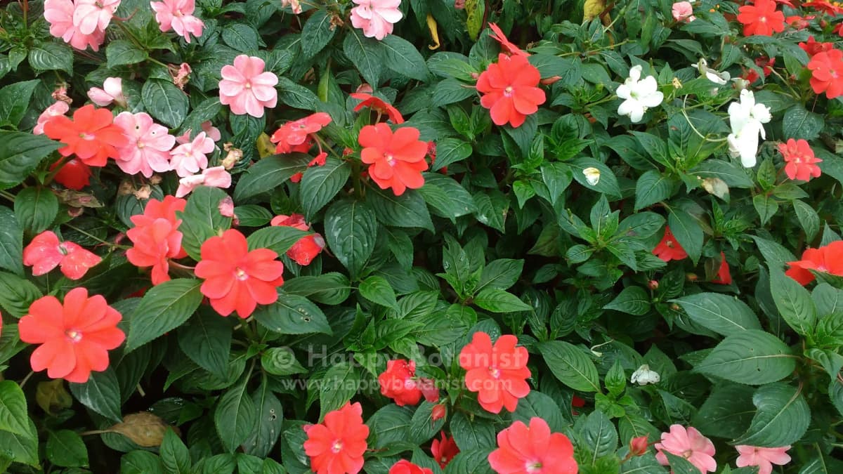 Impatiens walleriana