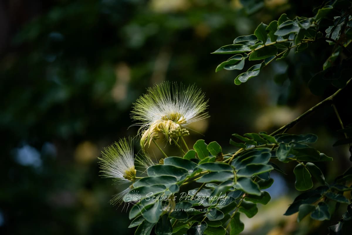 Albizia lebbeck