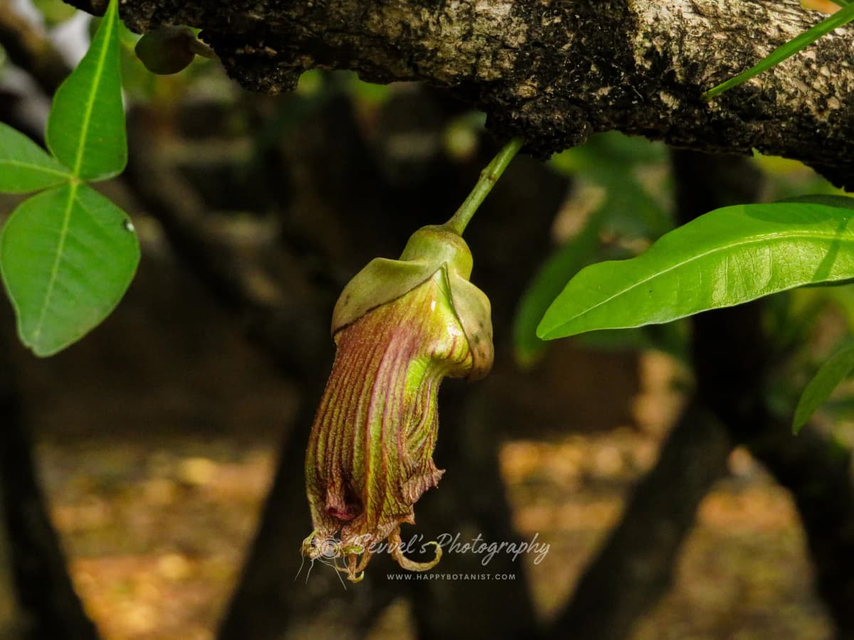Crescentia cujete