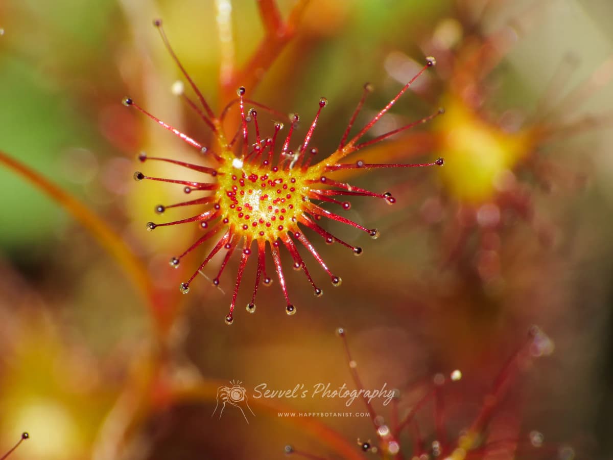Drosera peltata