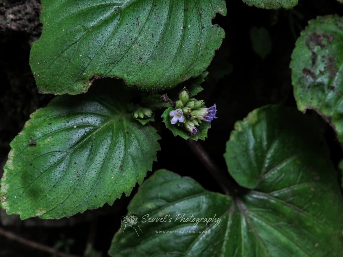 Epithema carnosum