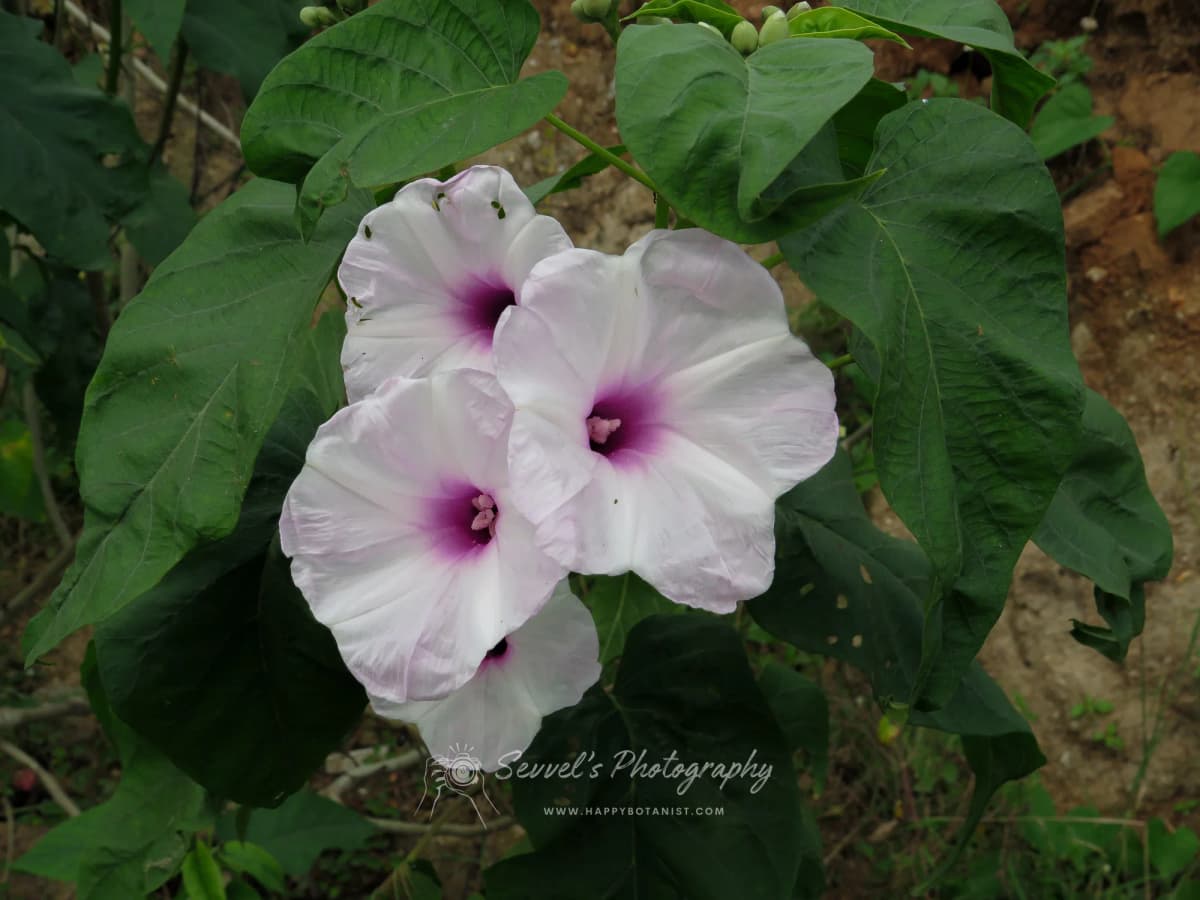 Ipomoea carnea