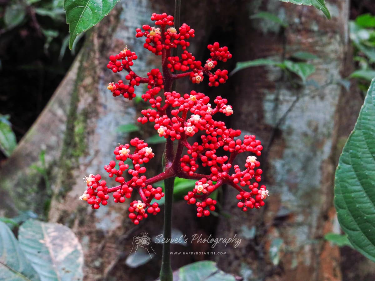 Leea guineensis