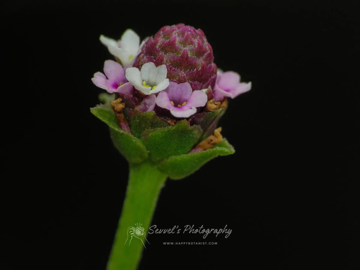 Lippia nodiflora