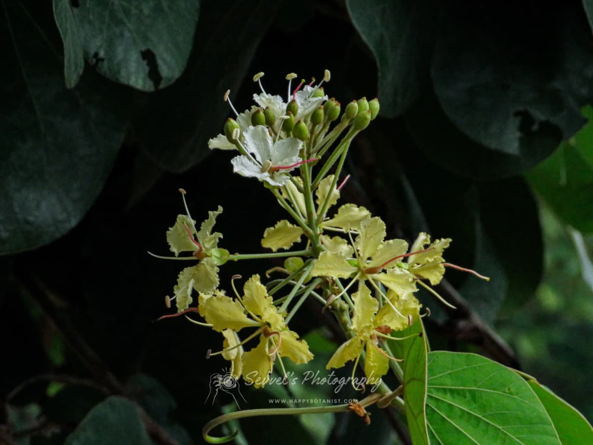 Phanera vahlii