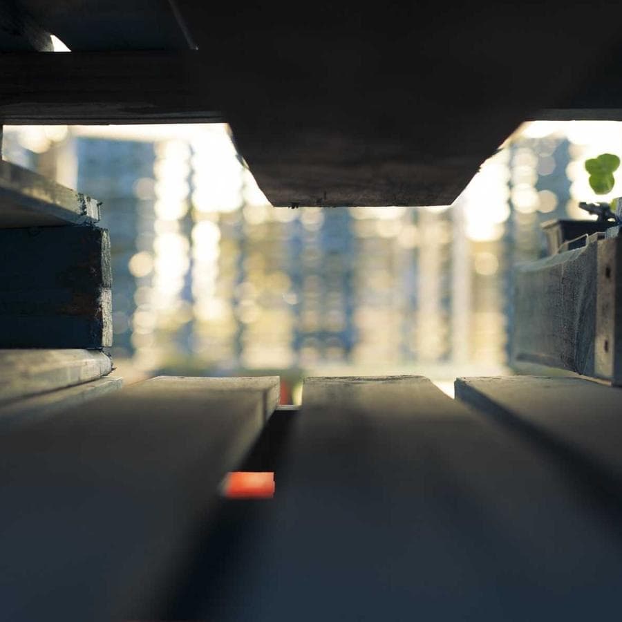 Pterocarpus marsupium