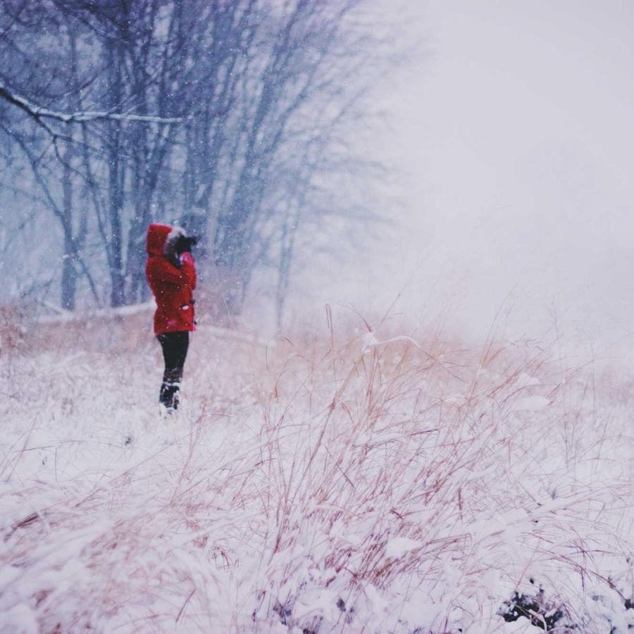 Rhododendron arboreum